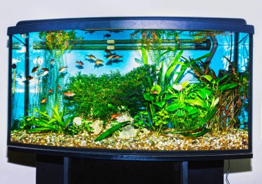 tank akvaryum balıklarla dolu yakın çekim