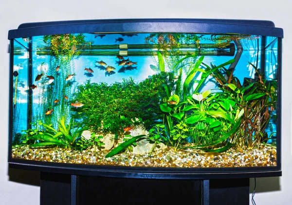 Close up of aquarium tank full of fish — Stock Photo, Image