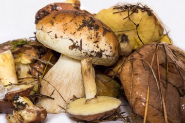 Mantar. Güzel orman mantar beyaz arka plan üzerinde