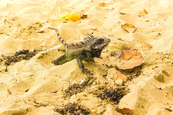 Iguana sur la plage de sable blanc dans les Caraïbes — Photo