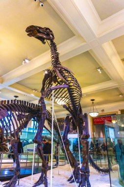 New York Şehri, Amerika Birleşik Devletleri - 01 Mayıs 2016: Dinossaur Fossile modeli New York City, Amerika Birleşik Devletleri 'ndeki Amerikan Doğal Tarih Müzesinde 1 Mayıs 2016: