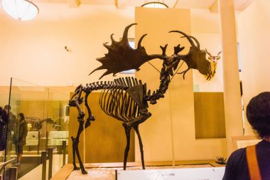 New York Şehri, Amerika Birleşik Devletleri - 01 Mayıs 2016: Dinossaur Fossile modeli New York City, Amerika Birleşik Devletleri 'ndeki Amerikan Doğal Tarih Müzesinde 1 Mayıs 2016: