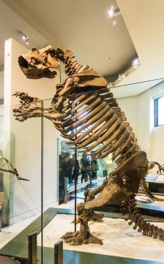 New York Şehri, Amerika Birleşik Devletleri - 01 Mayıs 2016: Dinossaur Fossile modeli New York City, Amerika Birleşik Devletleri 'ndeki Amerikan Doğal Tarih Müzesinde 1 Mayıs 2016:
