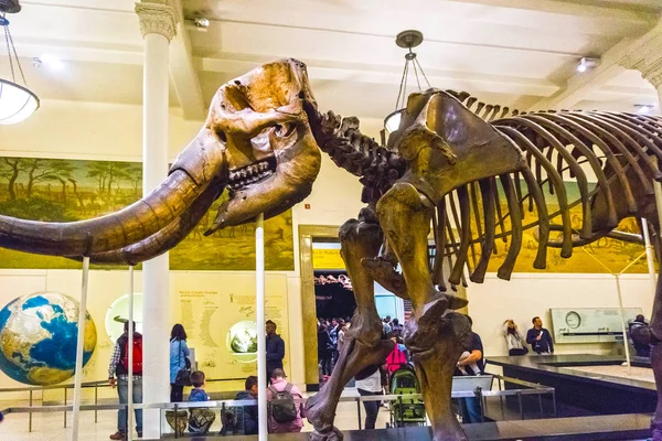 New York City United States America May 2016 Dinossaur Fossile — стокове фото