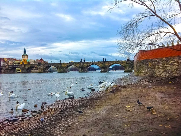 Utsikt på Karlsbron och svanar på floden Moldau i Prag — Stockfoto