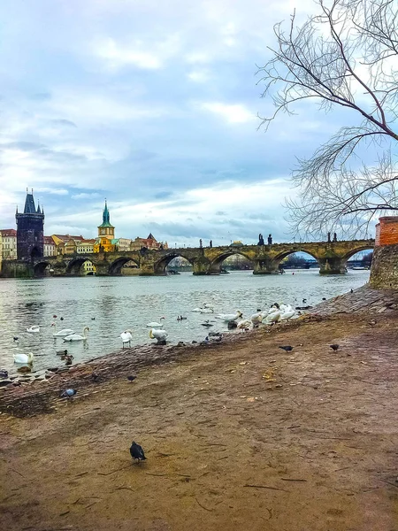 捷克布拉格伏尔塔瓦河河畔查理大桥和天鹅的观 — 图库照片