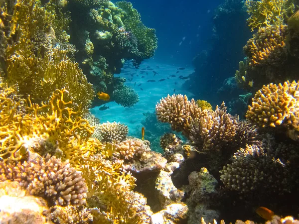 Mundo Subaquático Peixes Coral Mar Vermelho Egipto — Fotografia de Stock