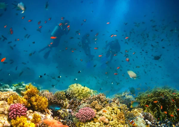 Group Scuba Divers Exploring Coral Reef Underwater Sports Tropical Vacation — Stock Photo, Image