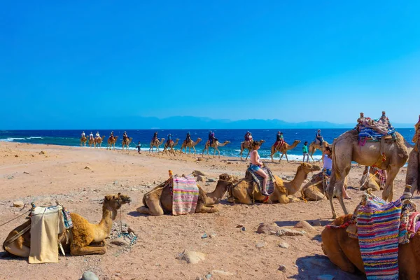 Sharm Sheikh Égypte Février 2020 Balades Touristiques Dos Chameau Sur — Photo