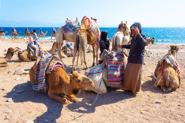 Sharm Sheikh Egypt February 2020 Tourist Rides Camel Beach Help — Stok fotoğraf