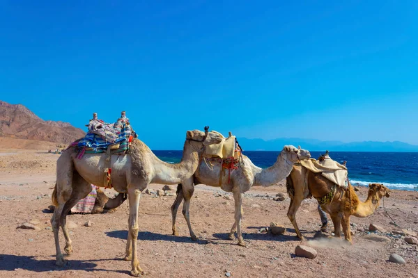 Верблюды Пляже Желтым Песком Голубым Небом Дахабе — стоковое фото