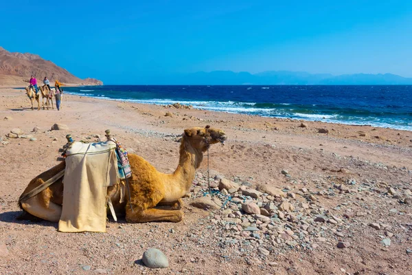 Sharm Sheikh Egypt February 2020 Tourist Rides Camel Beach Help — Stok fotoğraf