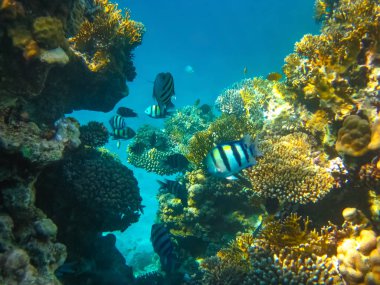 Su altı dünyası. Kızıl Deniz 'in mercan balıkları. Mısır