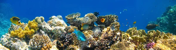 Mundo Submarino Peces Coral Del Mar Rojo Egipto — Foto de Stock