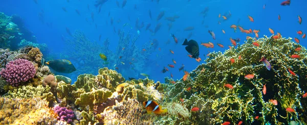 Altı Dünyası Kızıl Deniz Mercan Balıkları Mısır — Stok fotoğraf