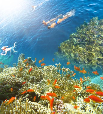 Kızıl Deniz 'deki mercan sütunları, Mısır. İnsanlar Sharm El Sheikh 'teki mercan resifinin üzerindeki mavi sularda şnorkelle yüzüyorlar..