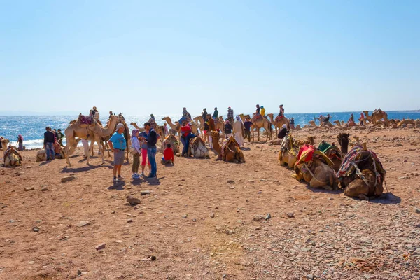 Sharm Sheikh Egypt February 2020 Tourist Rides Camel Beach Help — Φωτογραφία Αρχείου