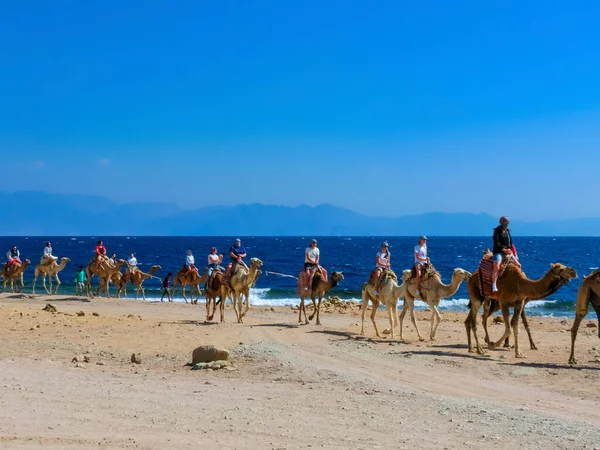 Sharm Sheikh Egypt February 2020 Tourist Rides Camel Beach Help — Stok fotoğraf