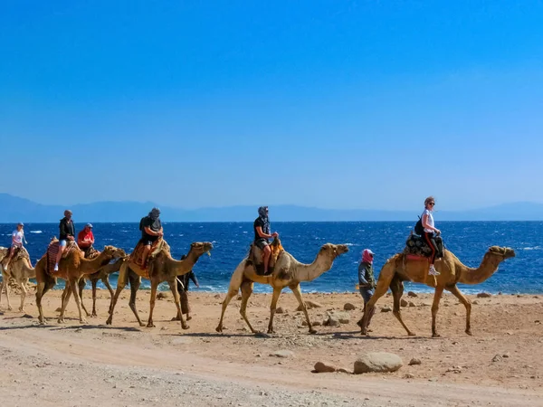 Sharm Sheikh Égypte Février 2020 Balades Touristiques Dos Chameau Sur — Photo
