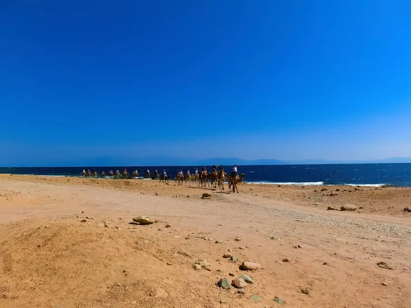 Sharm Sheikh Egypt February 2020 Tourist Rides Camel Beach Help — Stockfoto