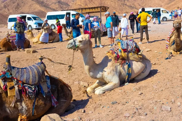 Sharm Sheikh Egitto Febbraio 2020 Uomo Cammelli Egiziani Sulla Spiaggia — Foto Stock