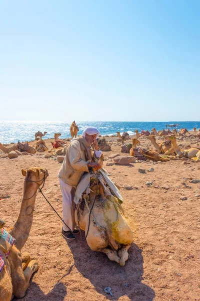 Sharm Sheikh Égypte Février 2020 Homme Égyptien Local Les Chameaux — Photo