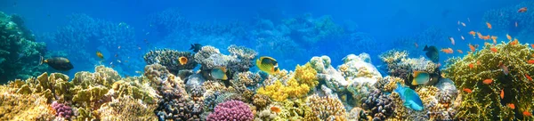 Підводний Світ Коралові Риби Червоного Моря Єгипет — стокове фото