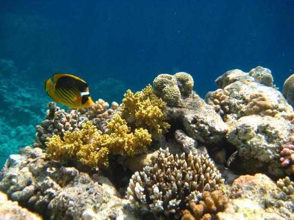 Mundo Subaquático Peixes Coral Mar Vermelho Egipto — Fotografia de Stock