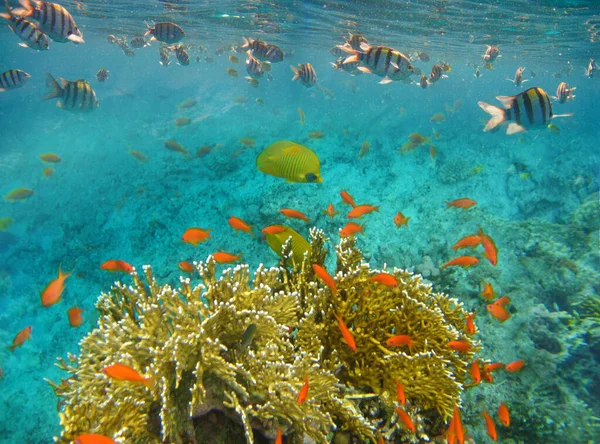 Mundo Subaquático Peixes Coral Mar Vermelho Egipto — Fotografia de Stock