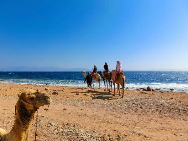 Mısır Sharm Sheikh Kentindeki Mısırlı Adamın Yardımıyla Sahilde Deve Sürüyor — Stok fotoğraf