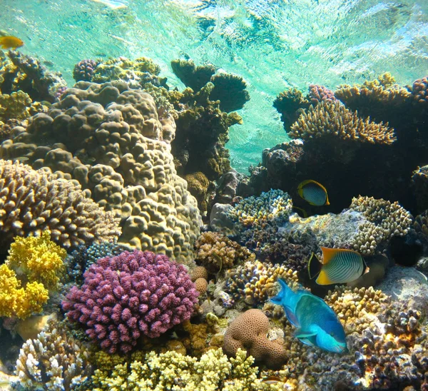 Mundo Submarino Peces Coral Del Mar Rojo Egipto —  Fotos de Stock