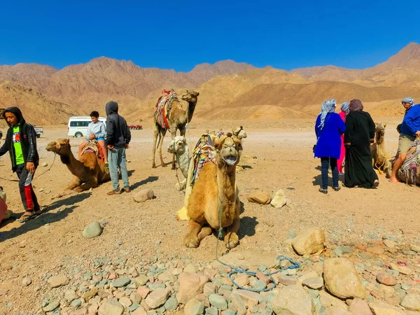 Sharm Sheikh Egypt February 2020 Tourist Rides Camel Beach Help — Stok fotoğraf