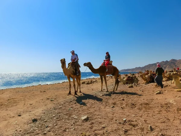 Sharm Sheikh Egypt February 2020 Tourist Rides Camel Beach Help — Stok fotoğraf