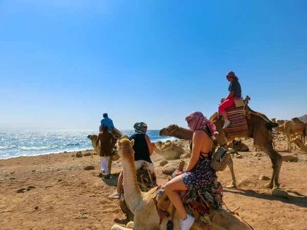 Sharm Sheikh Egypt February 2020 Tourist Rides Camel Beach Help — Stock Photo, Image