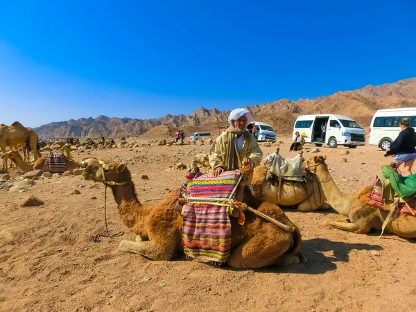 Sharm Sheikh Égypte Février 2020 Homme Égyptien Local Les Chameaux — Photo