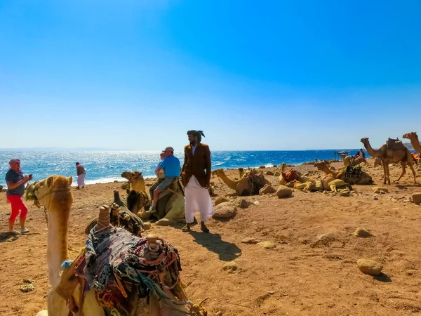 Sharm Sheikh Egypt February 2020 Tourist Rides Camel Beach Help — Stok fotoğraf