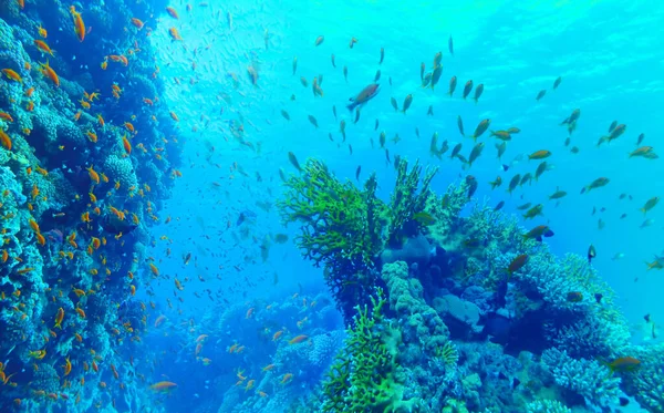 Mundo Submarino Peces Coral Del Mar Rojo Egipto —  Fotos de Stock