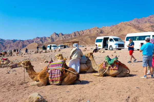 Sharm Sheikh Egitto Febbraio 2020 Uomo Cammelli Egiziani Sulla Spiaggia — Foto Stock