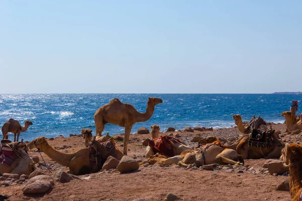 Camellos Playa Con Arena Amarilla Cielo Azul Dahab — Foto de Stock