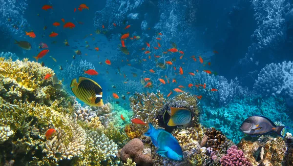 Unterwasserwelt Korallenfische Des Roten Meeres Ägypten — Stockfoto