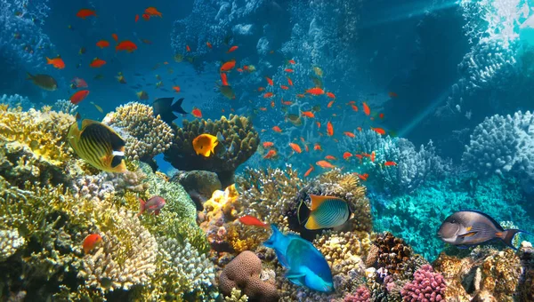 Undervattensvärlden Korallfiskar Från Röda Havet Egypten — Stockfoto