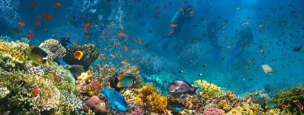 Подводный мир. Коралловые рыбы Красного моря. Египет