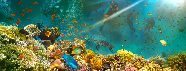 Altı Dünyası Kızıl Deniz Mercan Balıkları Mısır — Stok fotoğraf