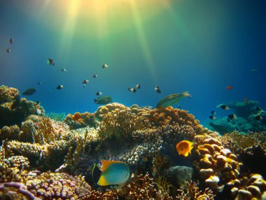 Su altı dünyası. Kızıl Deniz 'in mercan balıkları. Mısır