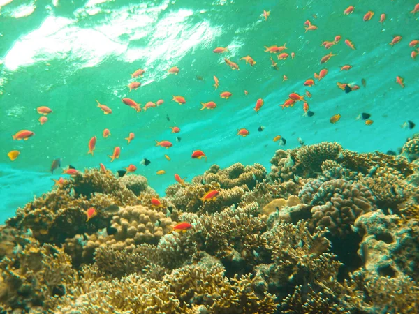 Mundo Subaquático Peixes Coral Mar Vermelho Egipto — Fotografia de Stock