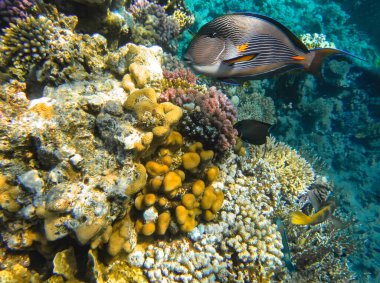 Su altı dünyası. Kızıl Deniz 'in mercan balıkları. Mısır