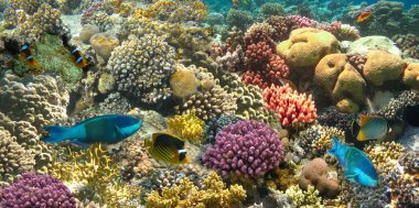 Su altı dünyası. Kızıl Deniz 'in mercan balıkları. Mısır
