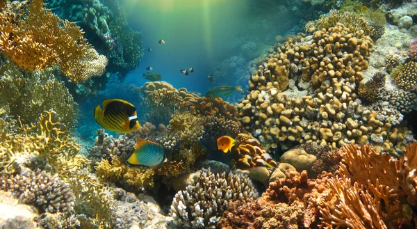 Підводний Світ Коралові Риби Червоного Моря Єгипет — стокове фото