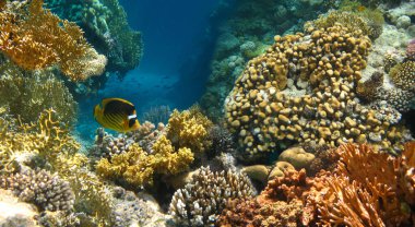Su altı dünyası. Kızıl Deniz 'in mercan balıkları. Mısır