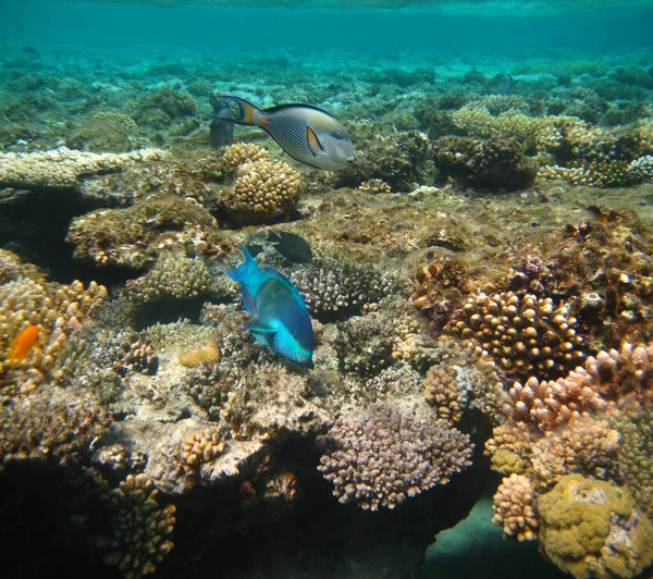 Mundo Subaquático Peixes Coral Mar Vermelho Egipto — Fotografia de Stock